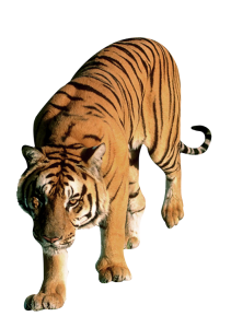 Tiger PNG-23221